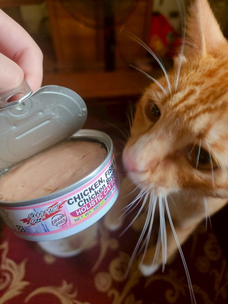 女人知己試用大隊,口碑行銷,部落客行銷,PURRFACT 波菲特貓用主食罐,主食罐,PURRFACT波菲特,貓主食罐,貓罐,PURRFACT波菲特貓用主食罐,魚肉蔓越莓主食罐,鮮嫩雞主食罐,鹿肉雞肉主食罐,牛肉鵪鶉貓主食罐,干貝蠶蛹配方,鱷魚肉白木耳配方,雞肉魚肉配方,安心鶉配方,評價,體驗,適口性佳,心得,成貓適用,高齡貓適用,質地是慕絲狀